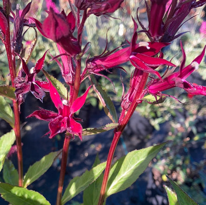 Lobelia Sparkling Ruby - Champion Plants