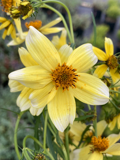 Bidens Hannays Lemon Drop - Champion Plants