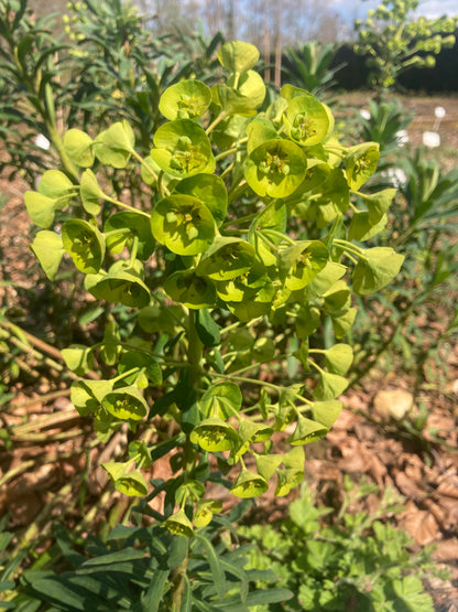 Euphorbia characias subsp. Margery Fish (Lambrook Gold) - Champion Plants