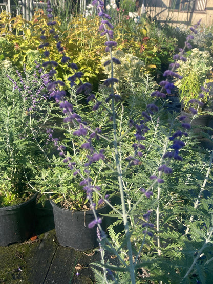 Perovskia Blue Spire - Champion Plants