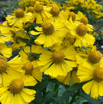 Helenium Helena Gold - Champion Plants