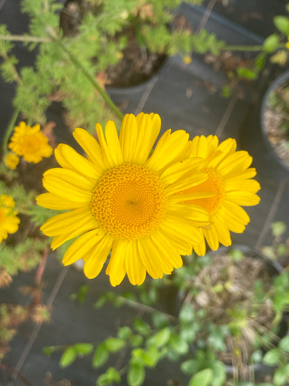 Anthemis tinctoria 'Kelwayi' - Champion Plants