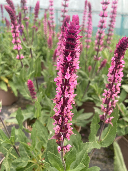 Salvia nemorosa Caradonna Pink - Champion Plants