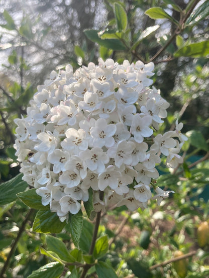 Viburnum x burkwoodii - Champion Plants