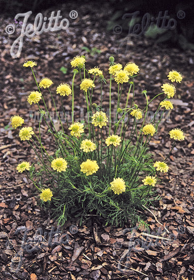 Scabiosa ochroleuca Moon Dance - Champion Plants