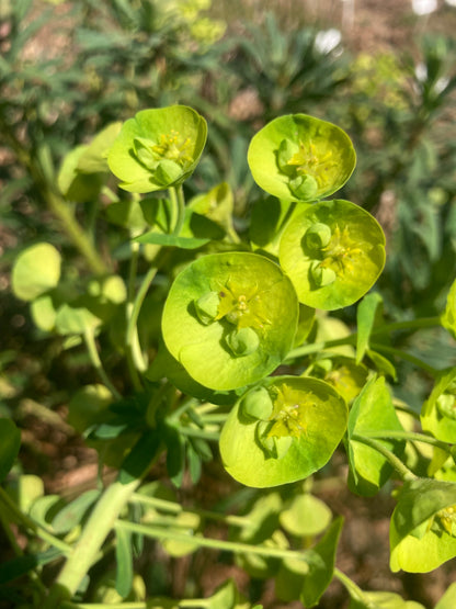 Euphorbia characias subsp. Margery Fish (Lambrook Gold) - Champion Plants