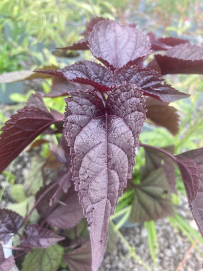 Eupatorium Rugosum 'Chocolate' - Champion Plants