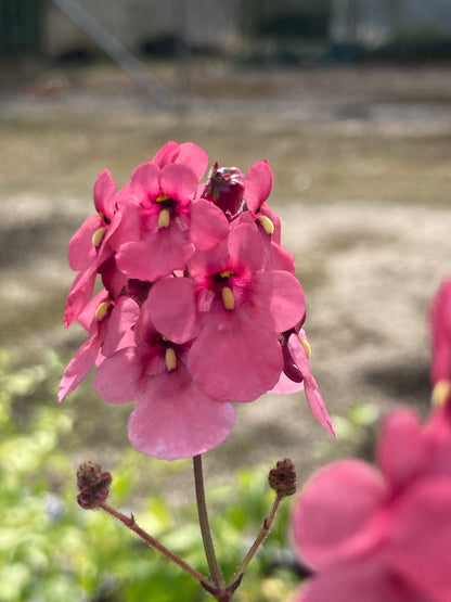 Diascia personata - Champion Plants