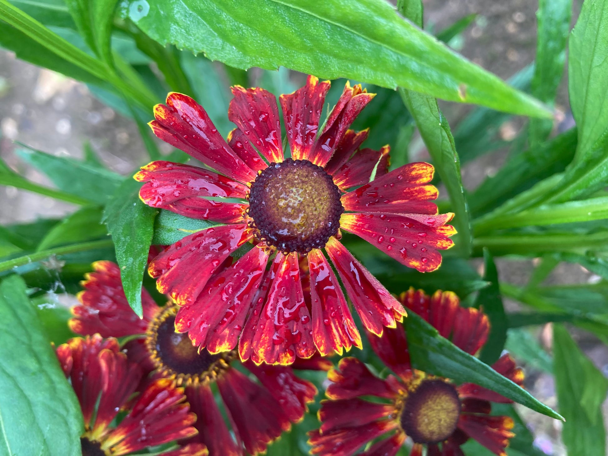 Helenium Potters Wheel - Champion Plants