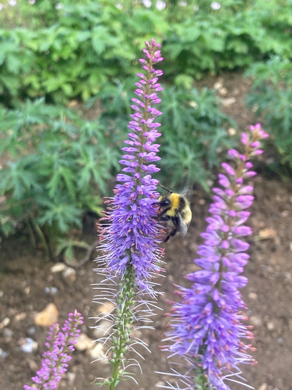 Veronicastrum Fascination - Champion Plants