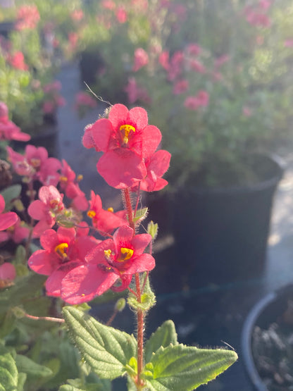 Diascia fetcaniensis 'Daydream' - Champion Plants