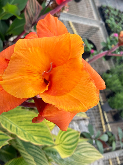 Canna Pretoria (Bengal Tiger) - Champion Plants