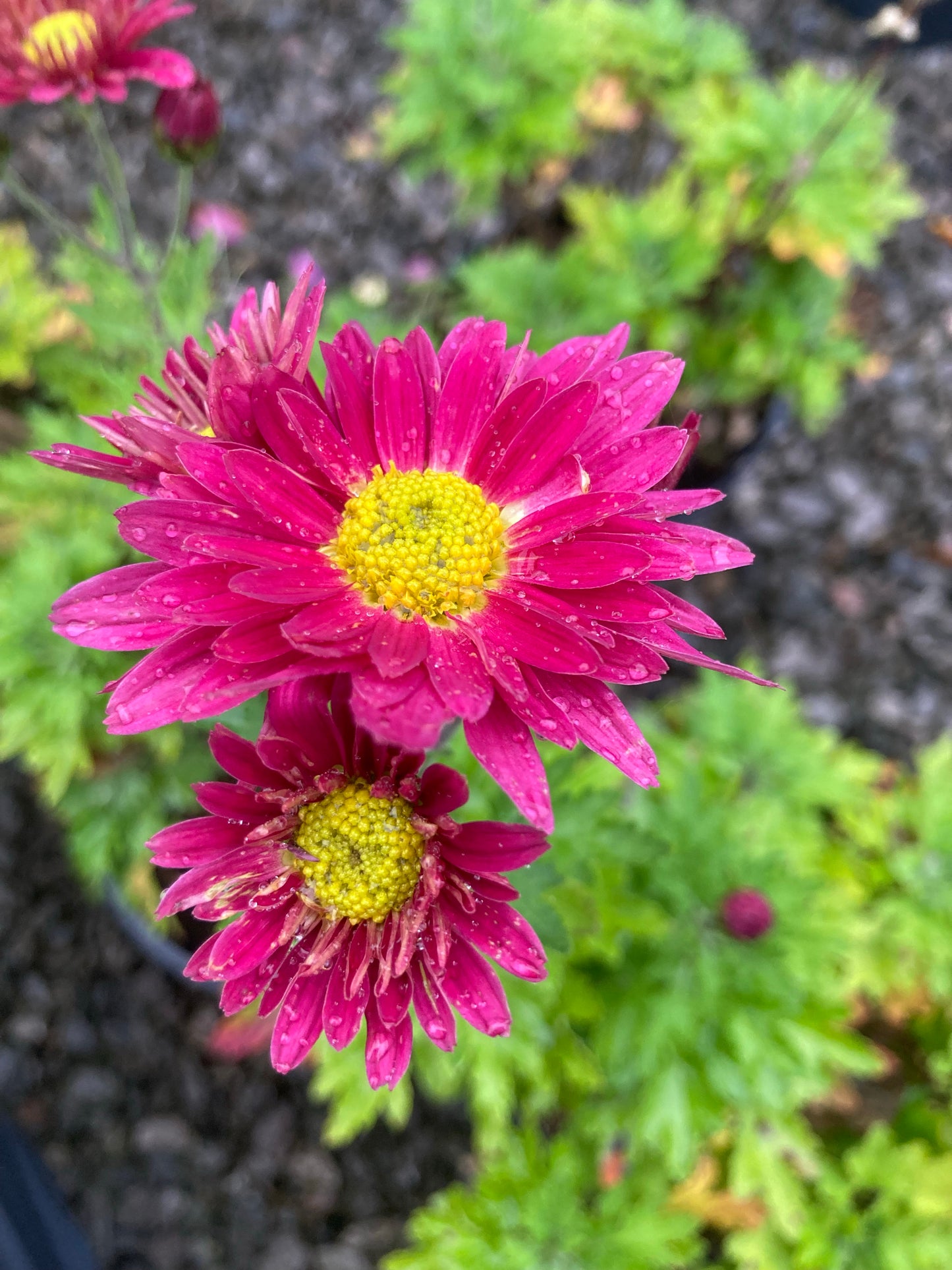 Chrysanthemum Uri - Champion Plants