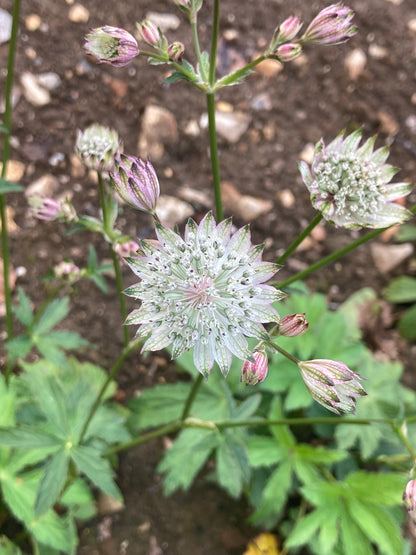 Astrantia major Margery Fish (Shaggy) - Champion Plants