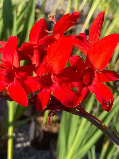 Crocosmia Lucifer - AGM - Champion Plants