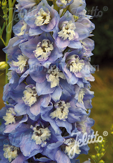 Delphinium Light Blue White Bee - Champion Plants