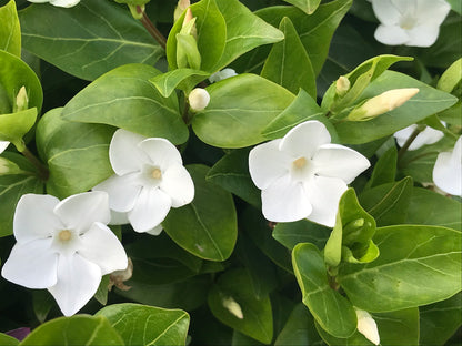 Vinca difformis Snowmound - Champion Plants