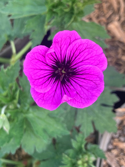 Geranium psilostenmon 'Ivan' - Champion Plants