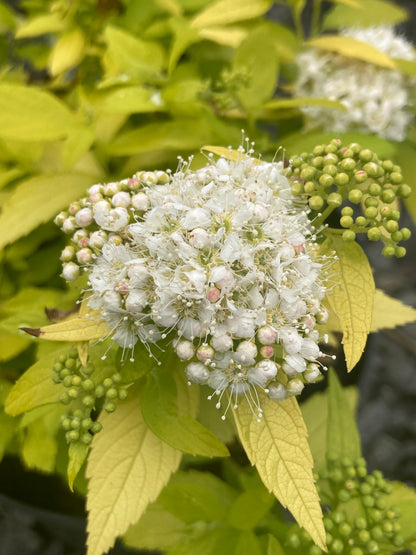 Spiraea White Gold - Champion Plants