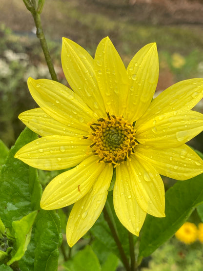 Helianthus Lemon Queen - AGM - Champion Plants