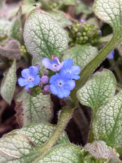 Brunnera macrophylla Silver Spear - Champion Plants