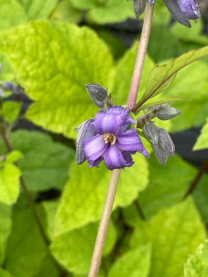 Clematis heracleifolia Cote d'Azur - Champion Plants