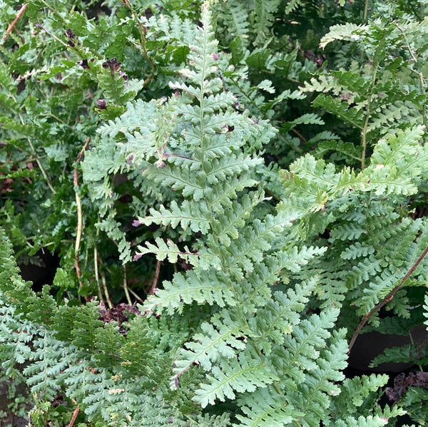 BUY Dryopteris filix-mas 'Barnesii' UK Nursery, Online Mail Order ...