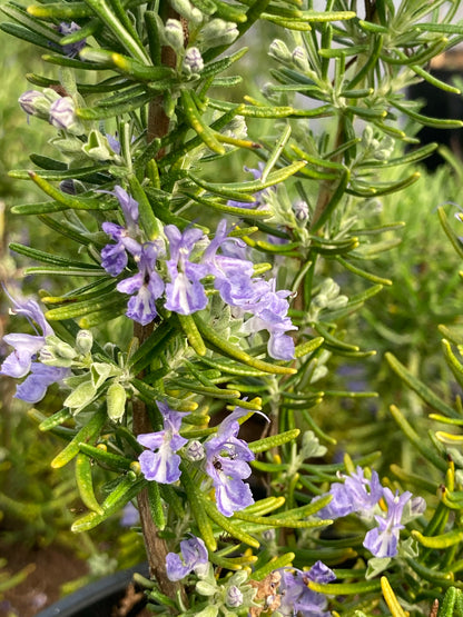 Rosmarinus officinalis Green Ginger - AGM - Champion Plants