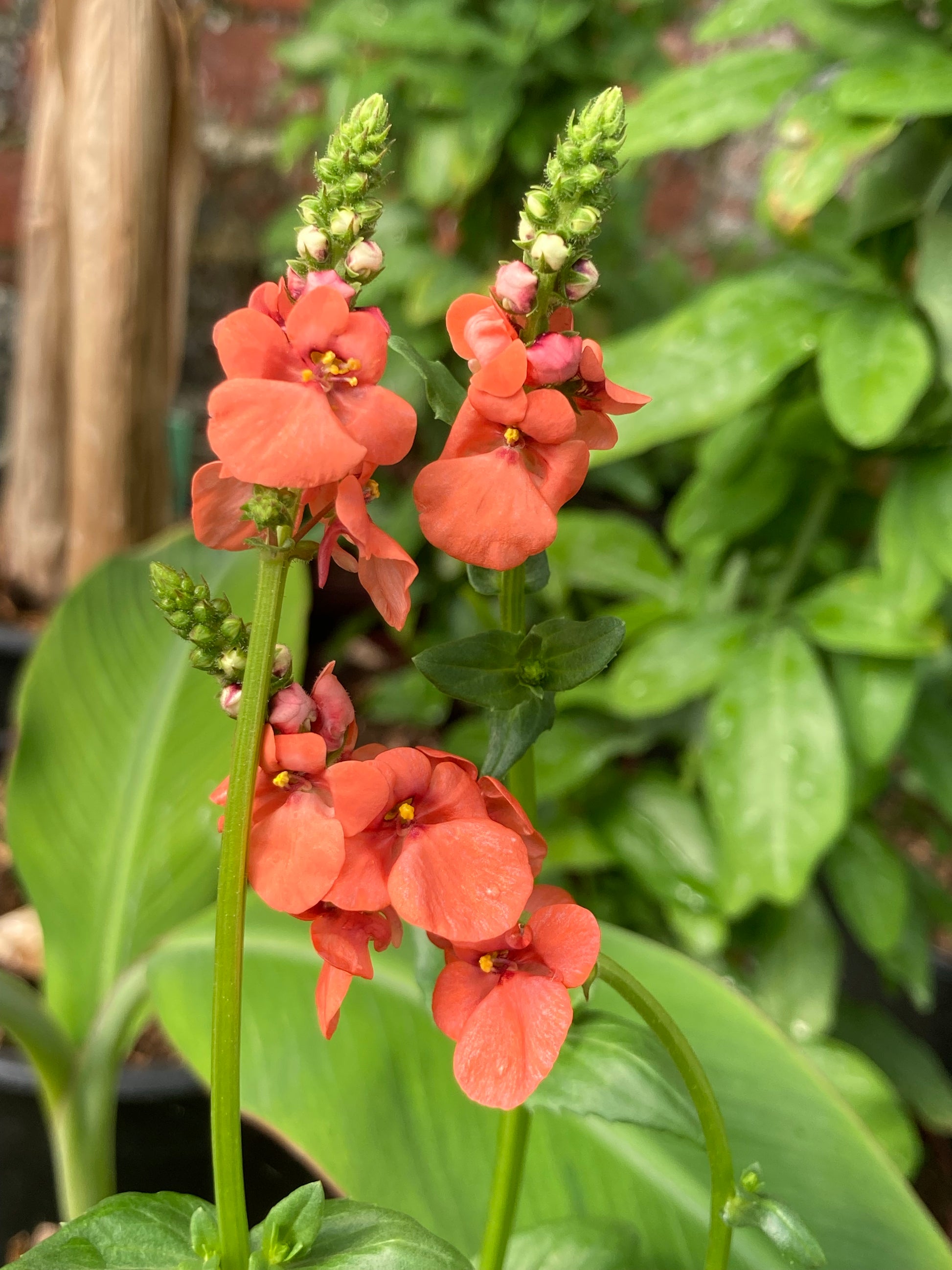 Diascia personata Coral Spires - Champion Plants