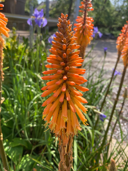 Kniphofia Fiery Fred AGM - Champion Plants