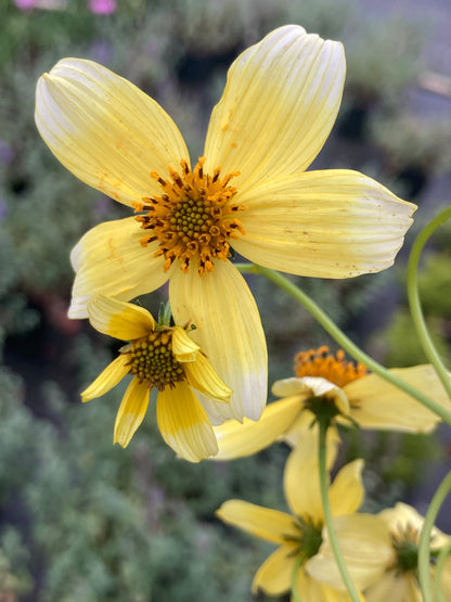 Bidens Hannays Lemon Drop - Champion Plants