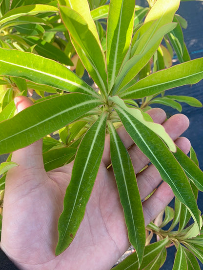 Euphorbia mellifera - AGM - Champion Plants