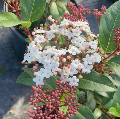 Viburnum tinus Spirit - Champion Plants