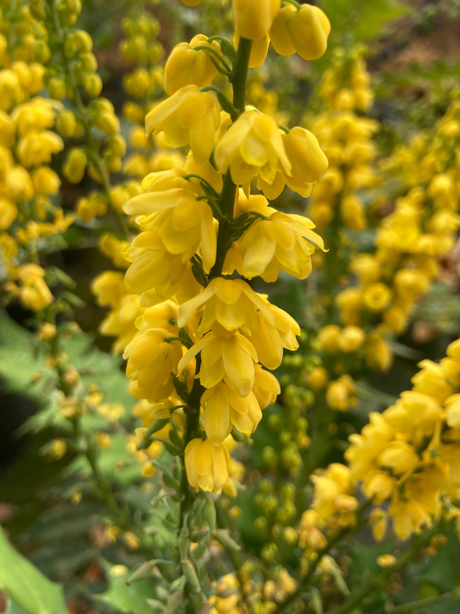 Mahonia media Charity - Champion Plants