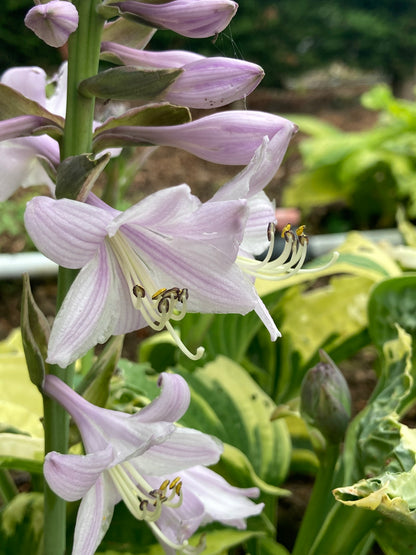 Hosta Wide Brim AGM - Champion Plants