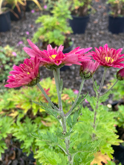 Chrysanthemum Uri - Champion Plants