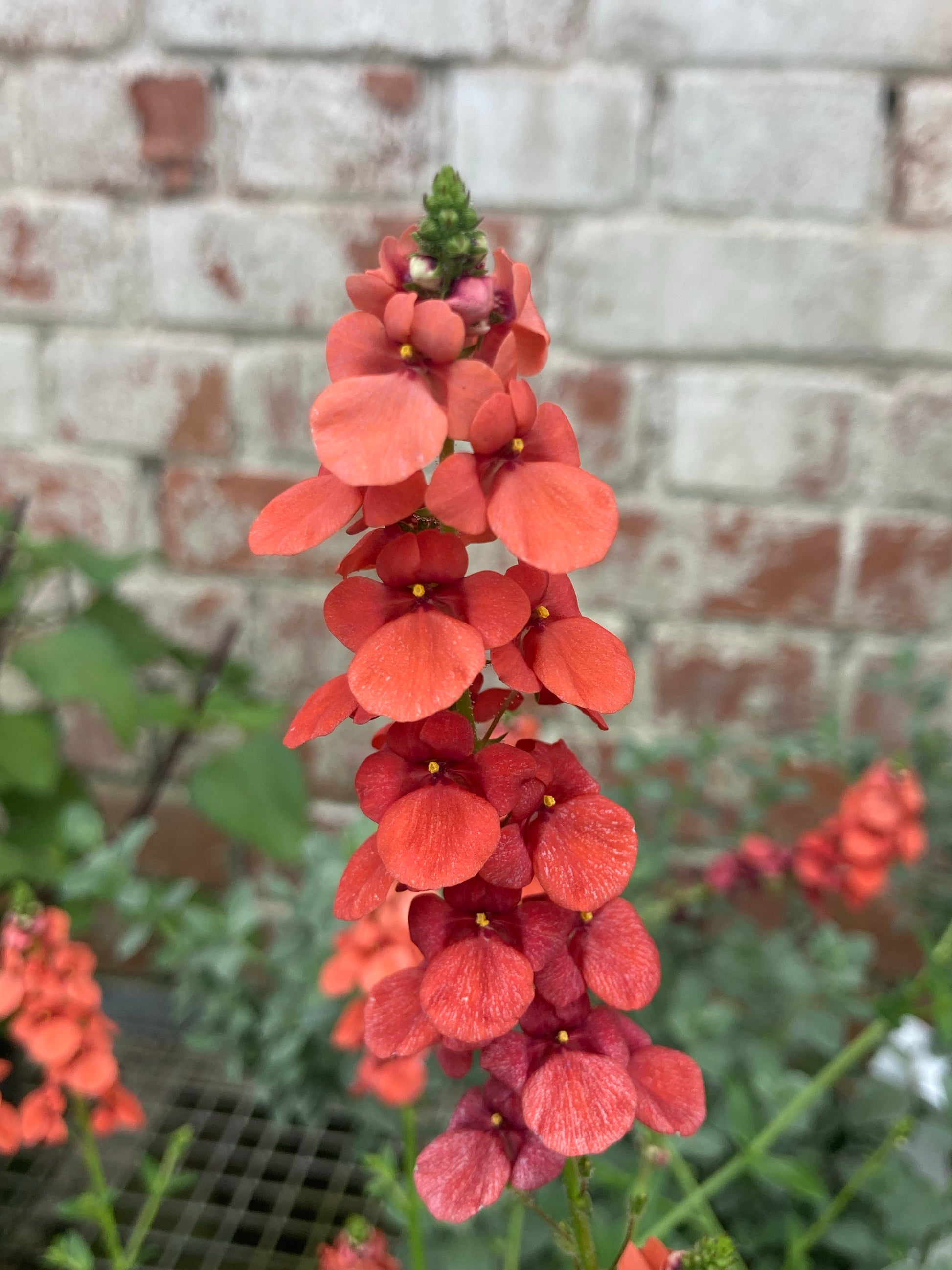 Diascia personata Coral Spires - Champion Plants