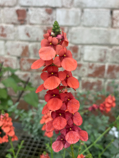 Diascia personata Coral Spires - Champion Plants