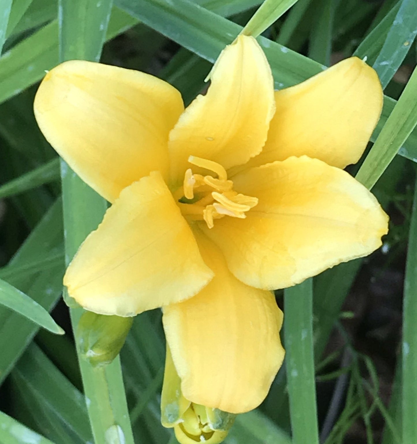 Hemerocallis Mini Stella (Daylily) - Champion Plants