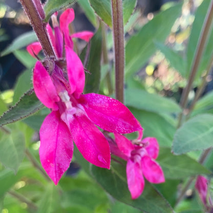 Lobelia x speciosa Pink Elephant AGM - Champion Plants