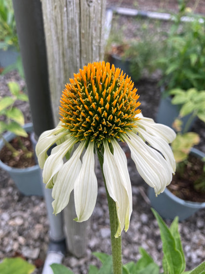 Echinacea purpurea Primadonna White - Champion Plants