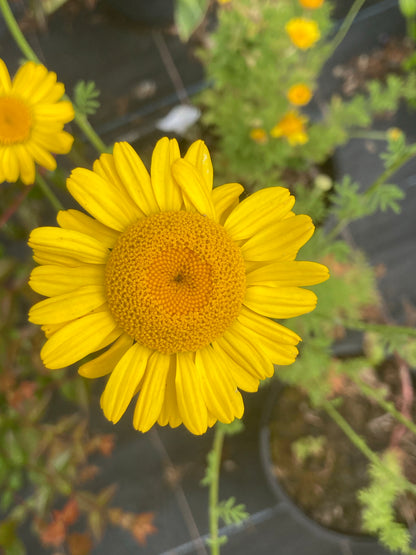 Anthemis tinctoria 'Kelwayi' - Champion Plants