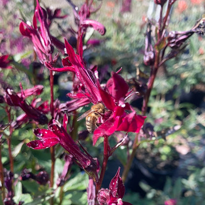 Lobelia × speciosa Sparkling Ruby - Champion Plants