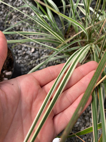 Calamagrostis × acutiflora 'Overdam' - Champion Plants