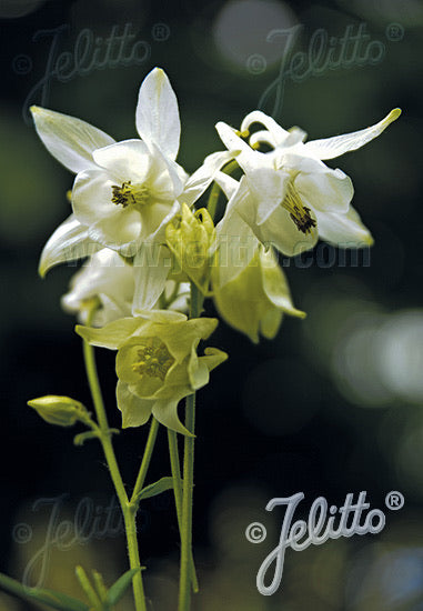 Aquilegia vulgaris Alba (Munstead White) - Champion Plants