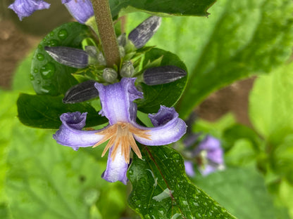 Clematis heracleifolia Cote d'Azur - Champion Plants