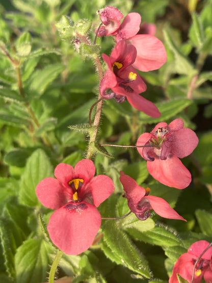 Diascia fetcaniensis 'Daydream' - Champion Plants