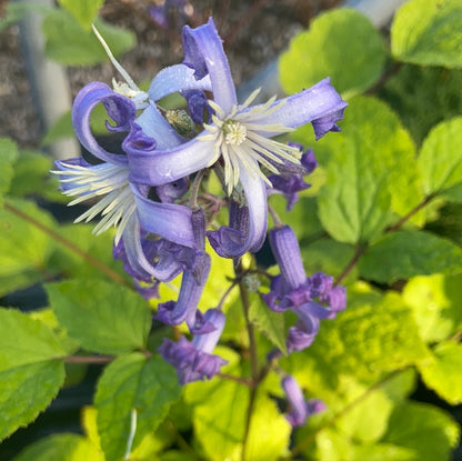 Clematis heracleifolia Cote d'Azur - Champion Plants