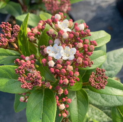 Viburnum tinus Spirit - Champion Plants