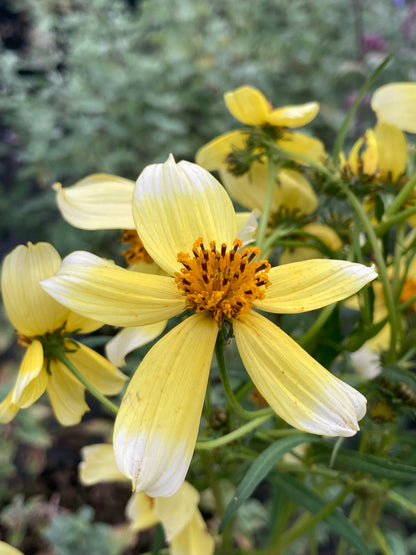 Bidens Hannays Lemon Drop - Champion Plants